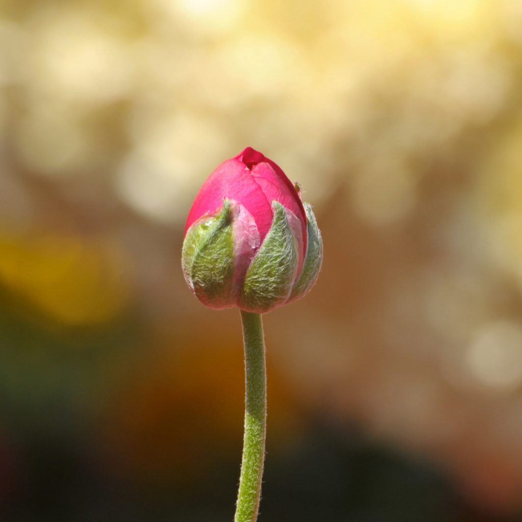 ketamine infusion, iv infusion entheomed